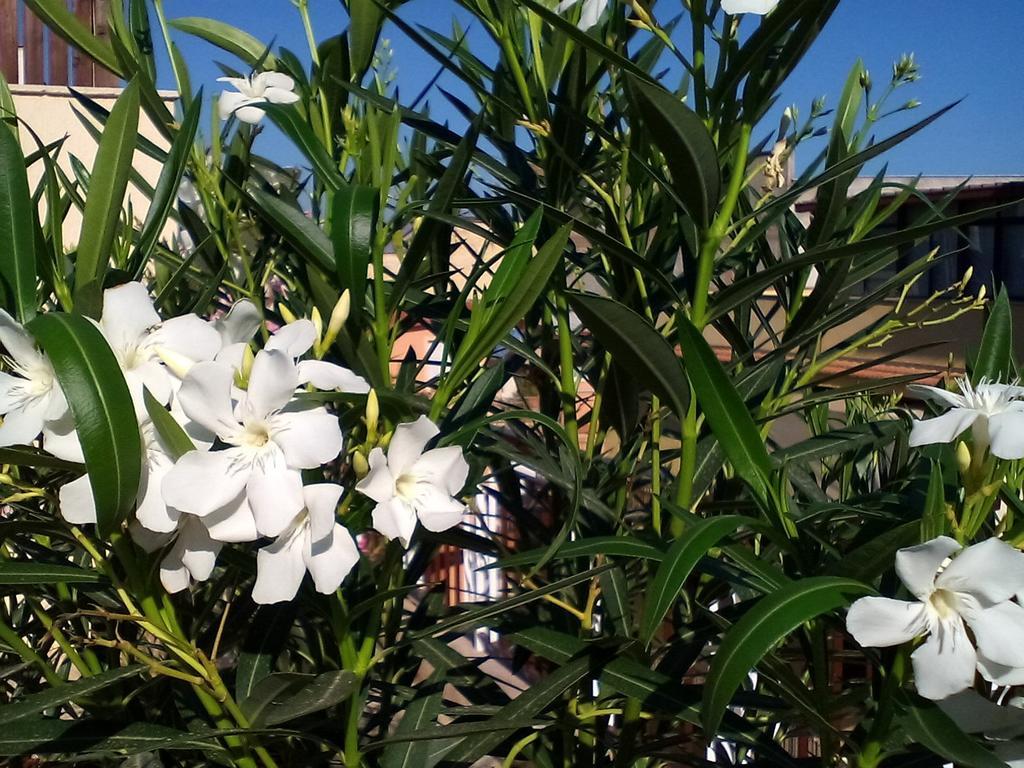 Il Terrazzo Di Oleandri Leilighet Bagheria Rom bilde